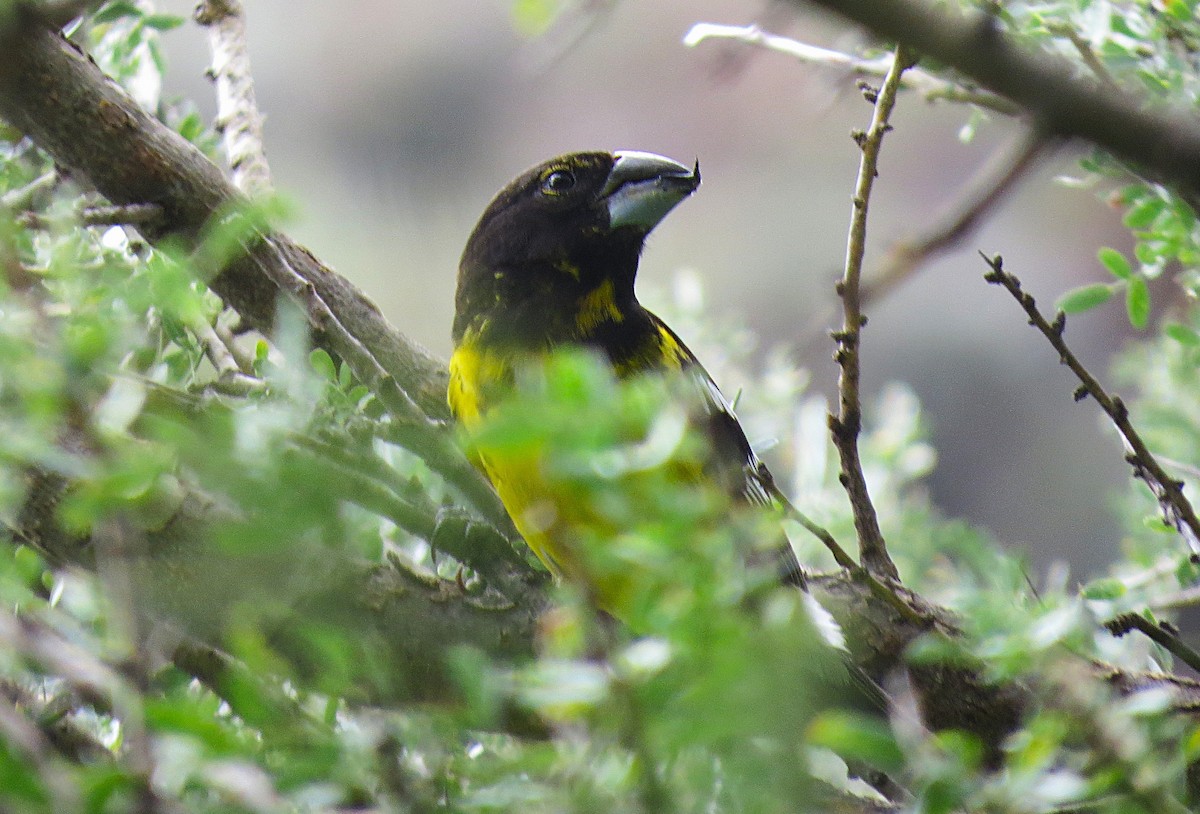 Black-backed Grosbeak - ML650813850