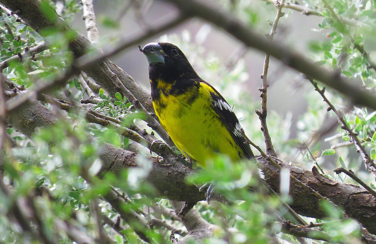 Black-backed Grosbeak - ML650813851