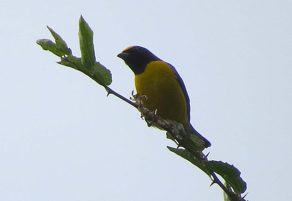 libohlásek nachovohrdlý - ML650813871