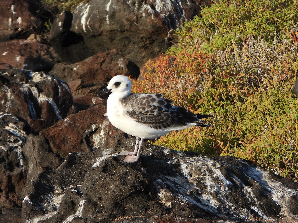 Mouette à queue fourchue - ML650813921