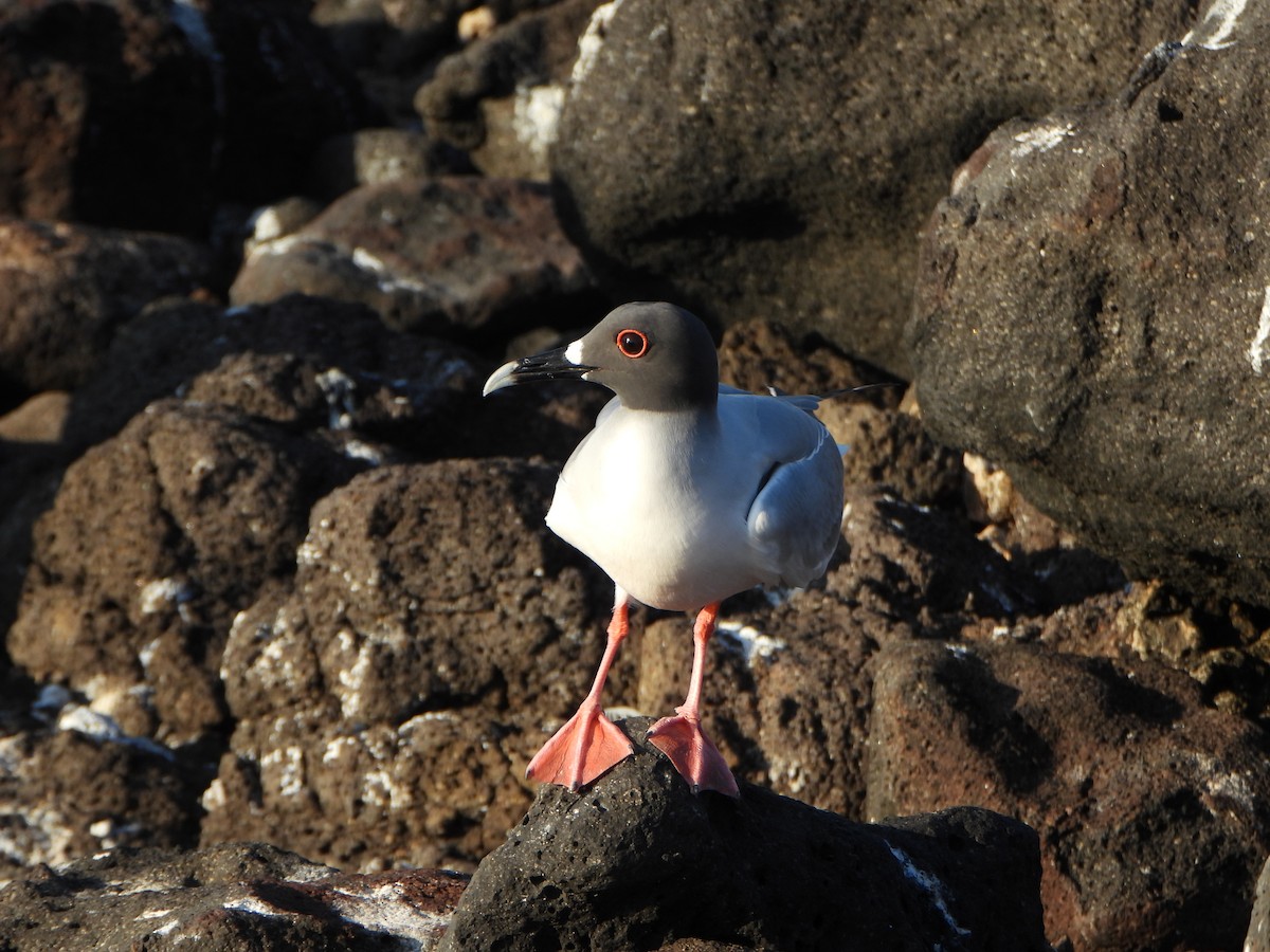 Mouette à queue fourchue - ML650813924