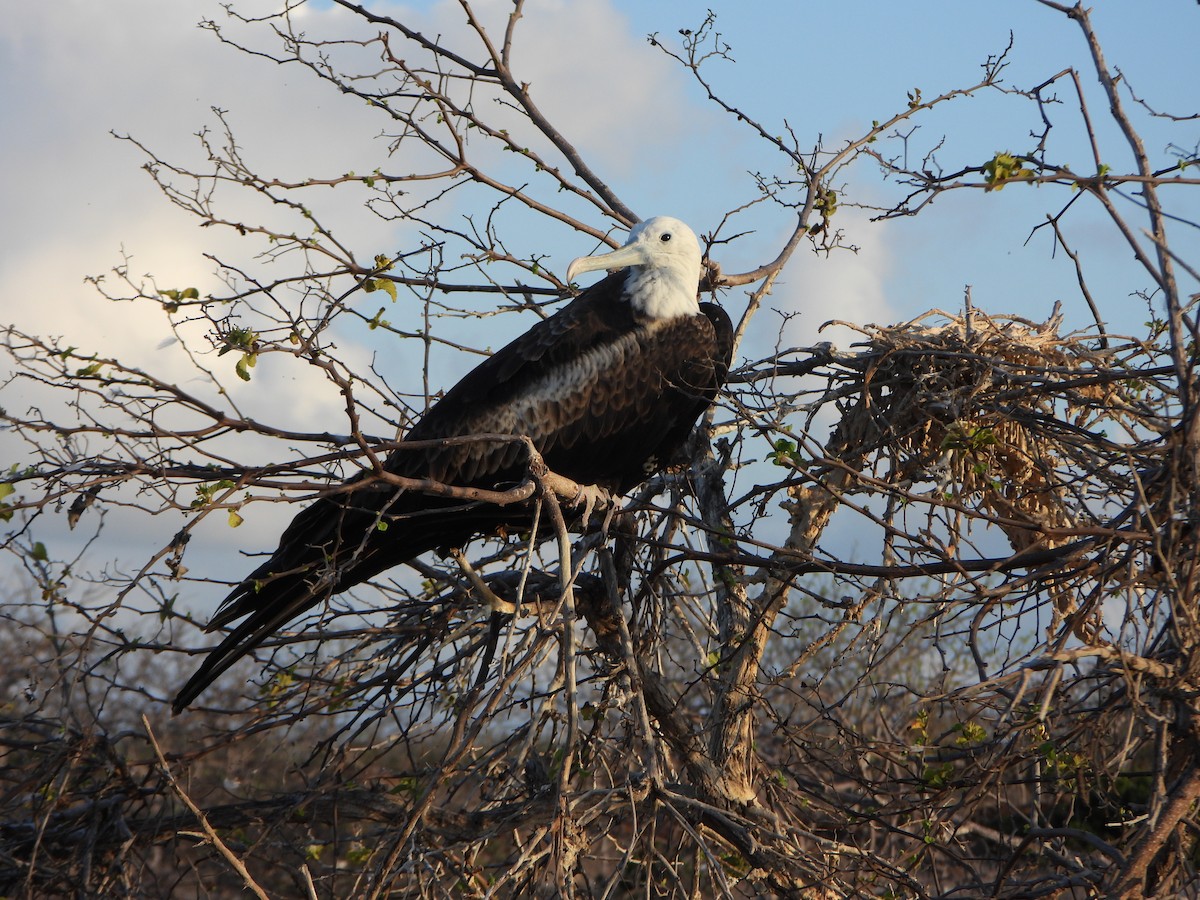 Frégate superbe - ML650813940