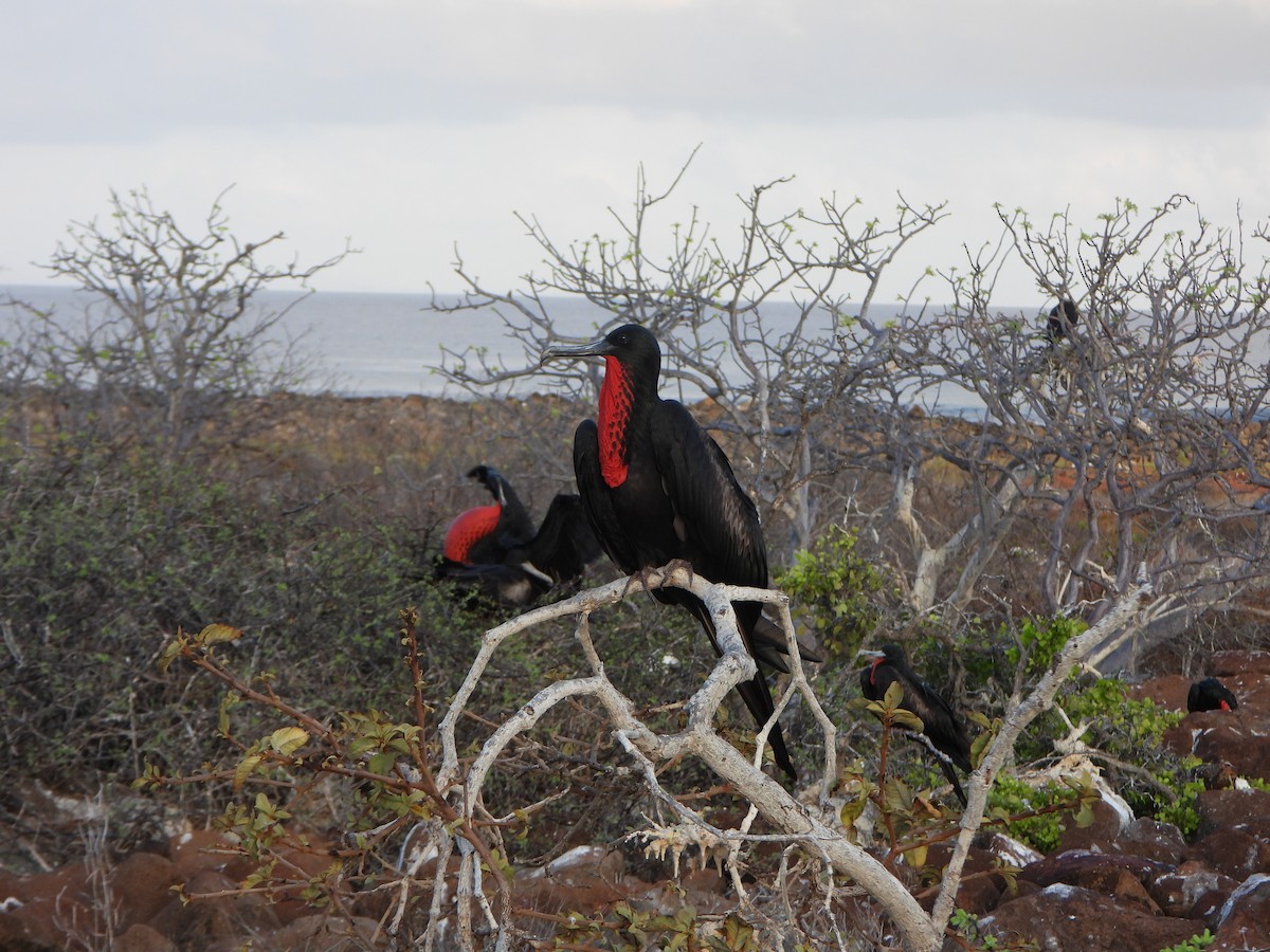 Frégate superbe - ML650813943