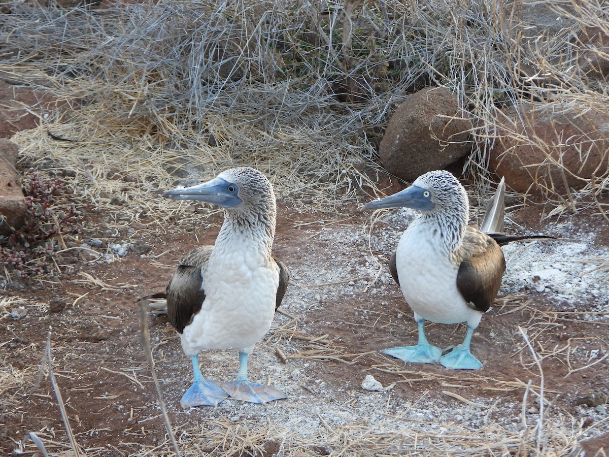 Fou à pieds bleus - ML650813950