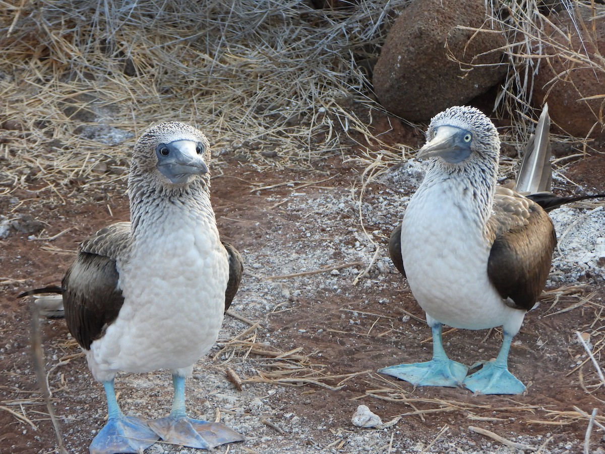 Fou à pieds bleus - ML650813957
