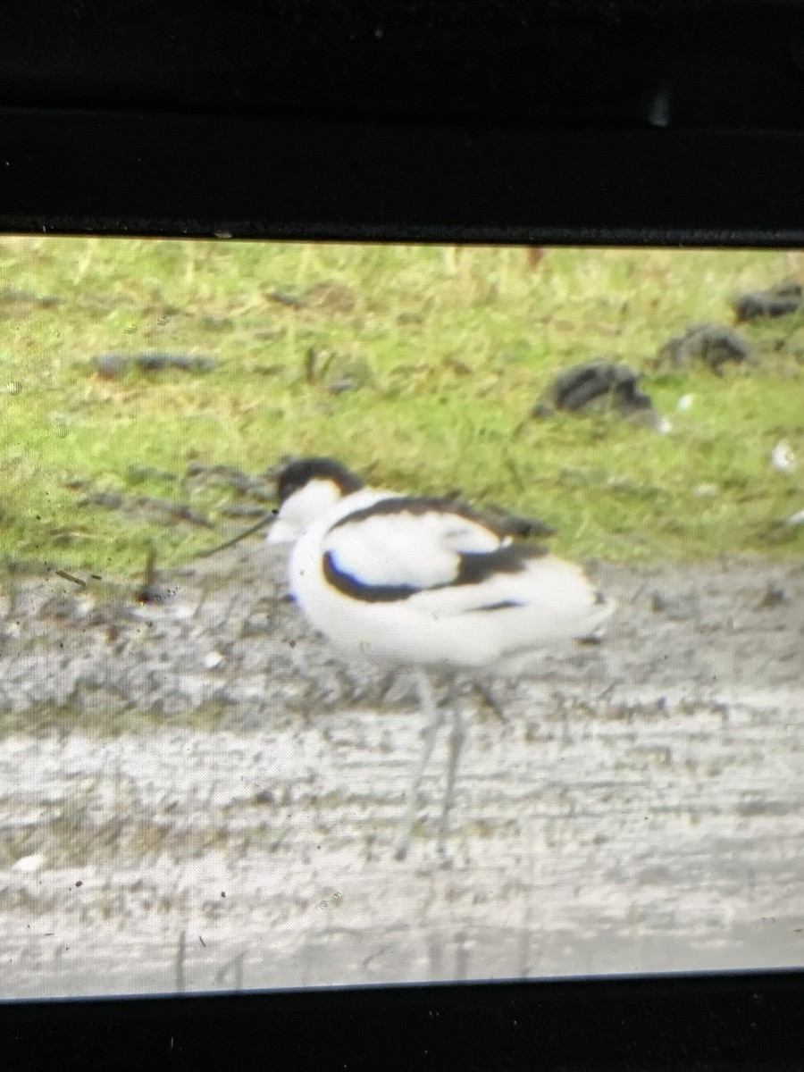 Pied Avocet - ML650814073