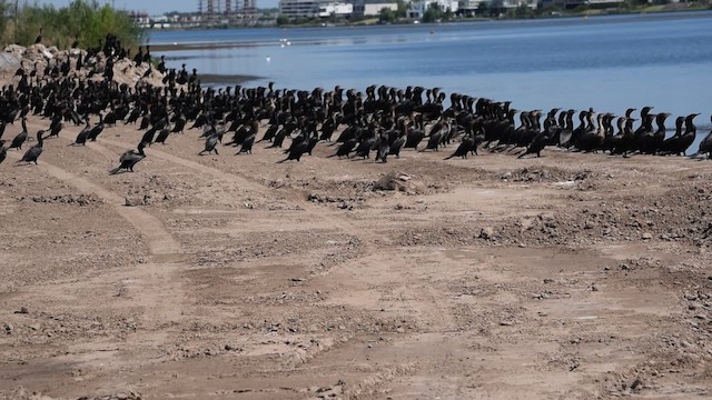 Neotropic Cormorant - ML650814118