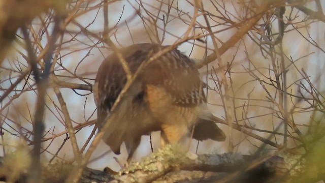 Red-shouldered Hawk - ML650814181