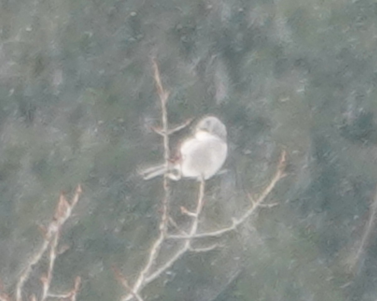 Taigaraubwürger - ML650814201