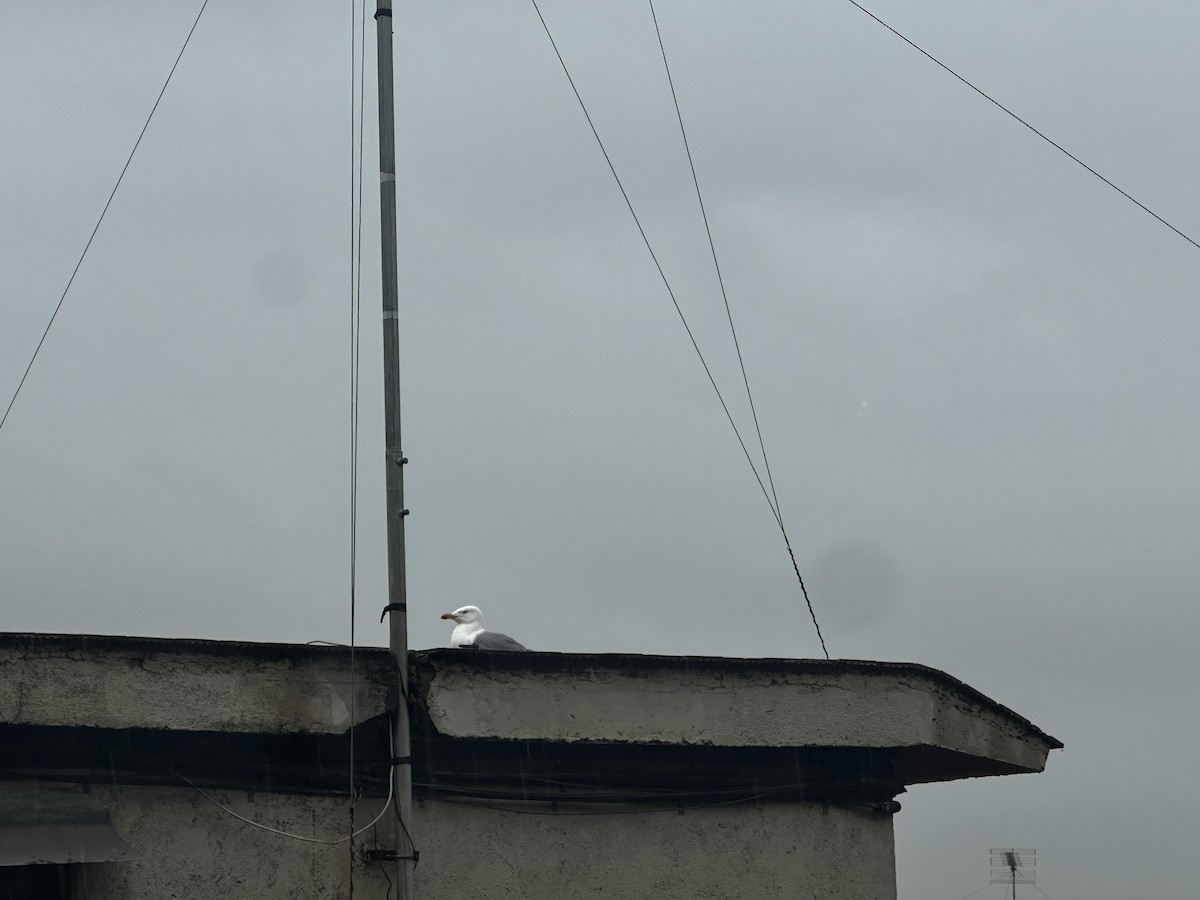 Gabbiano reale - ML650814239