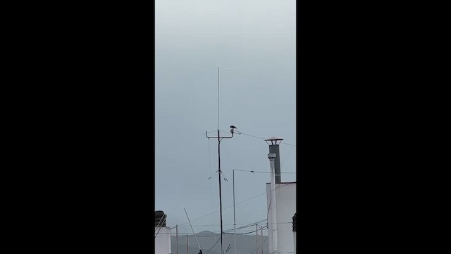 Taccola - ML650814256