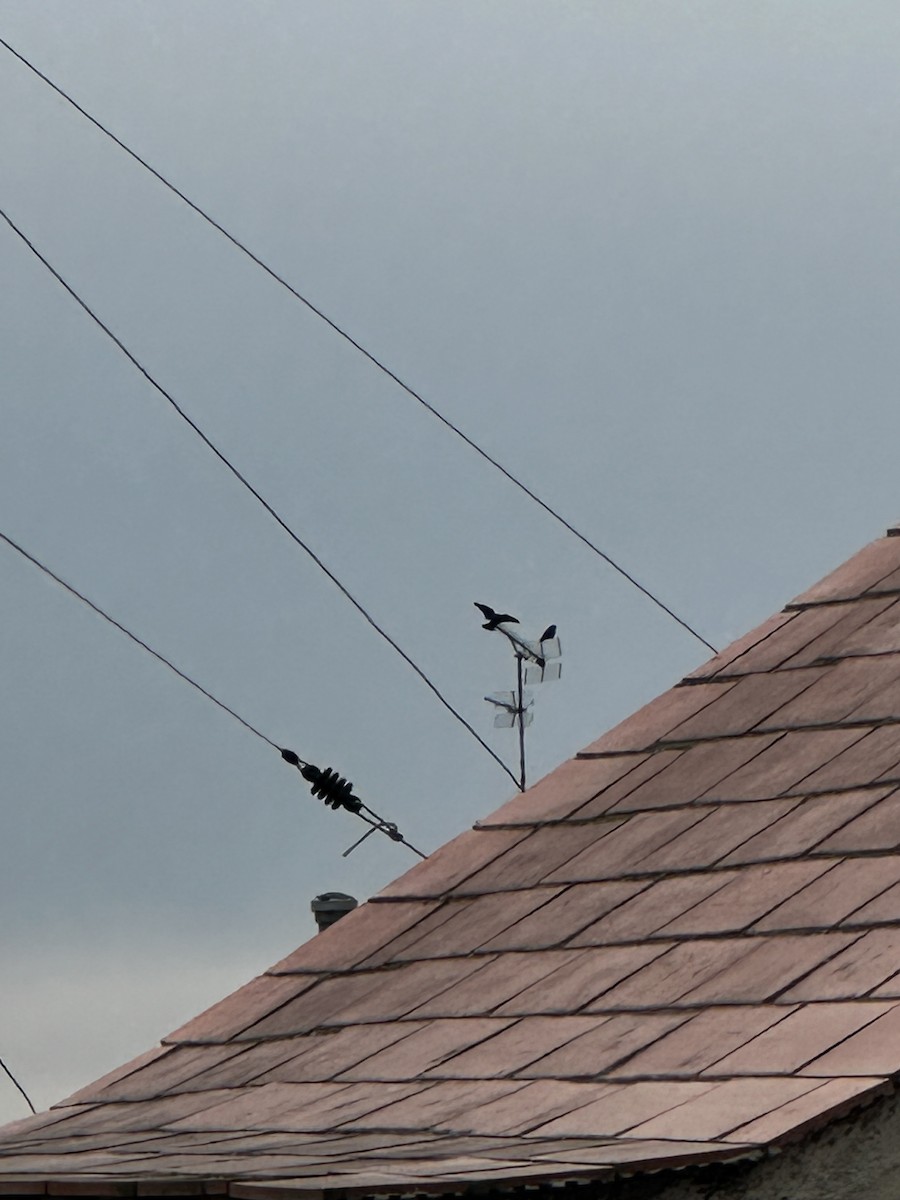 Storno - ML650814273