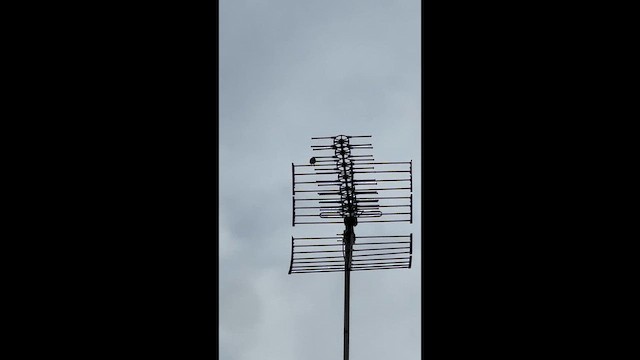 Verzellino - ML650814333