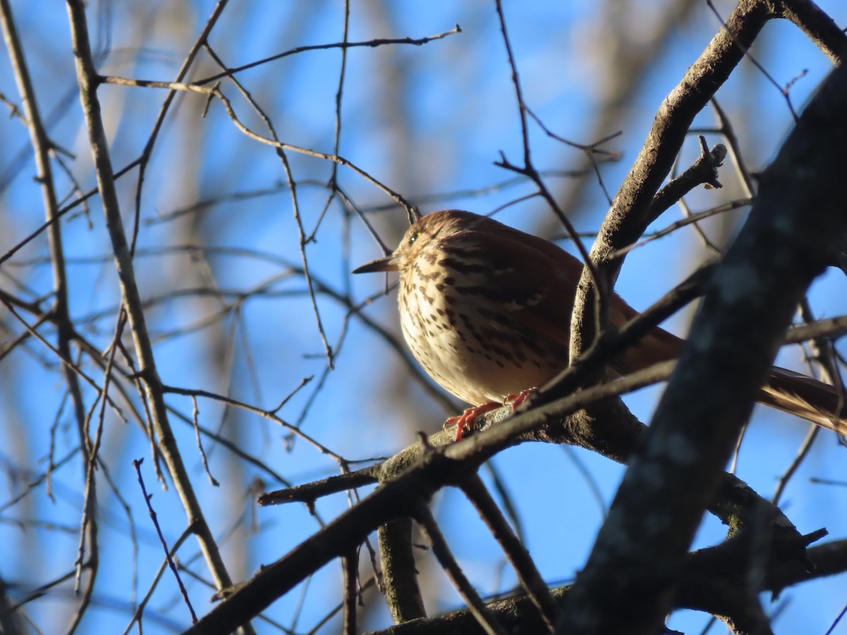 Brown Thrasher - ML650814608