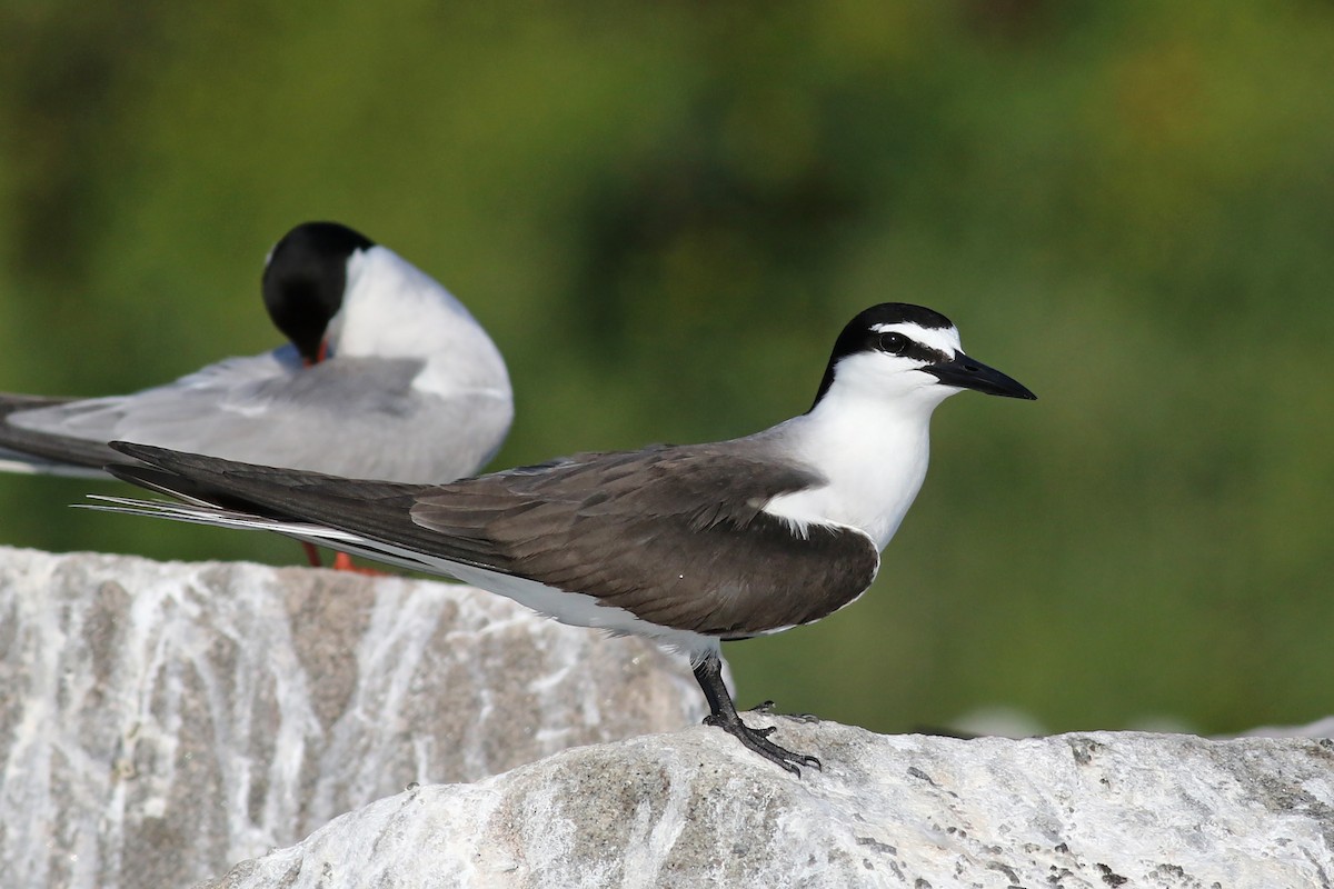 Bridled Tern - ML65081461