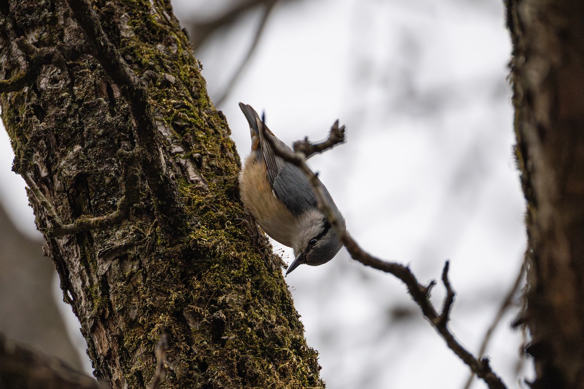 Garrapo eurasiarra - ML650814756