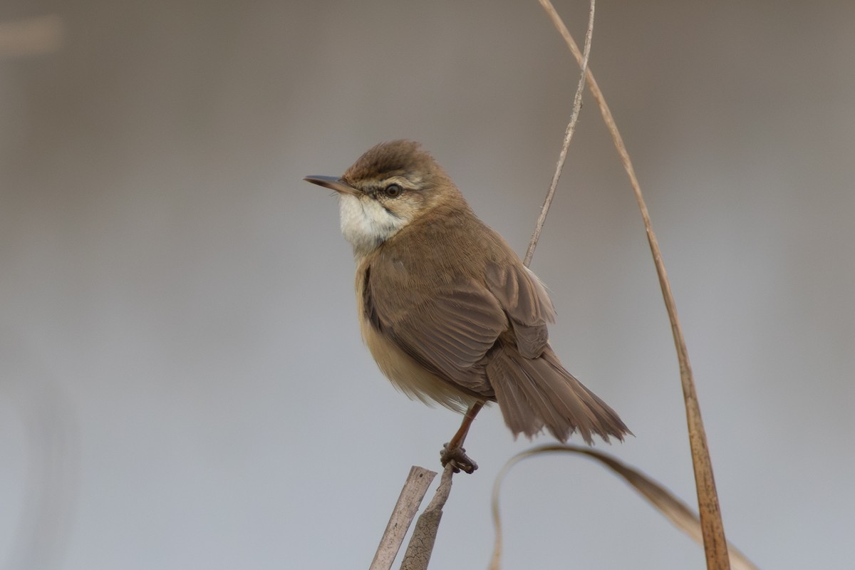 Paddyfield Warbler - ML650815101