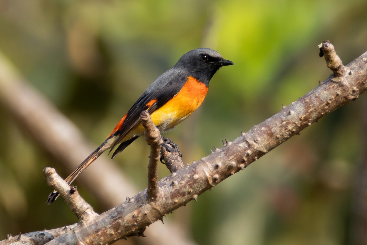 Small Minivet - ML650815231