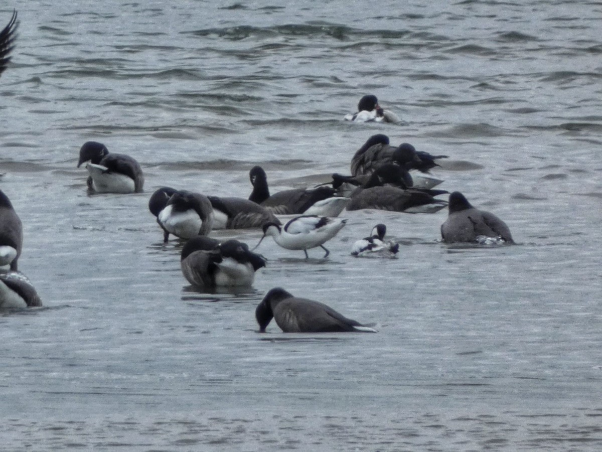 Pied Avocet - ML650815233