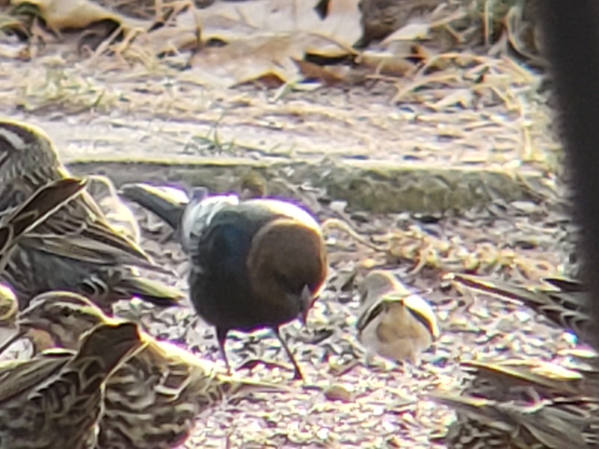 Brown-headed Cowbird - ML650815245