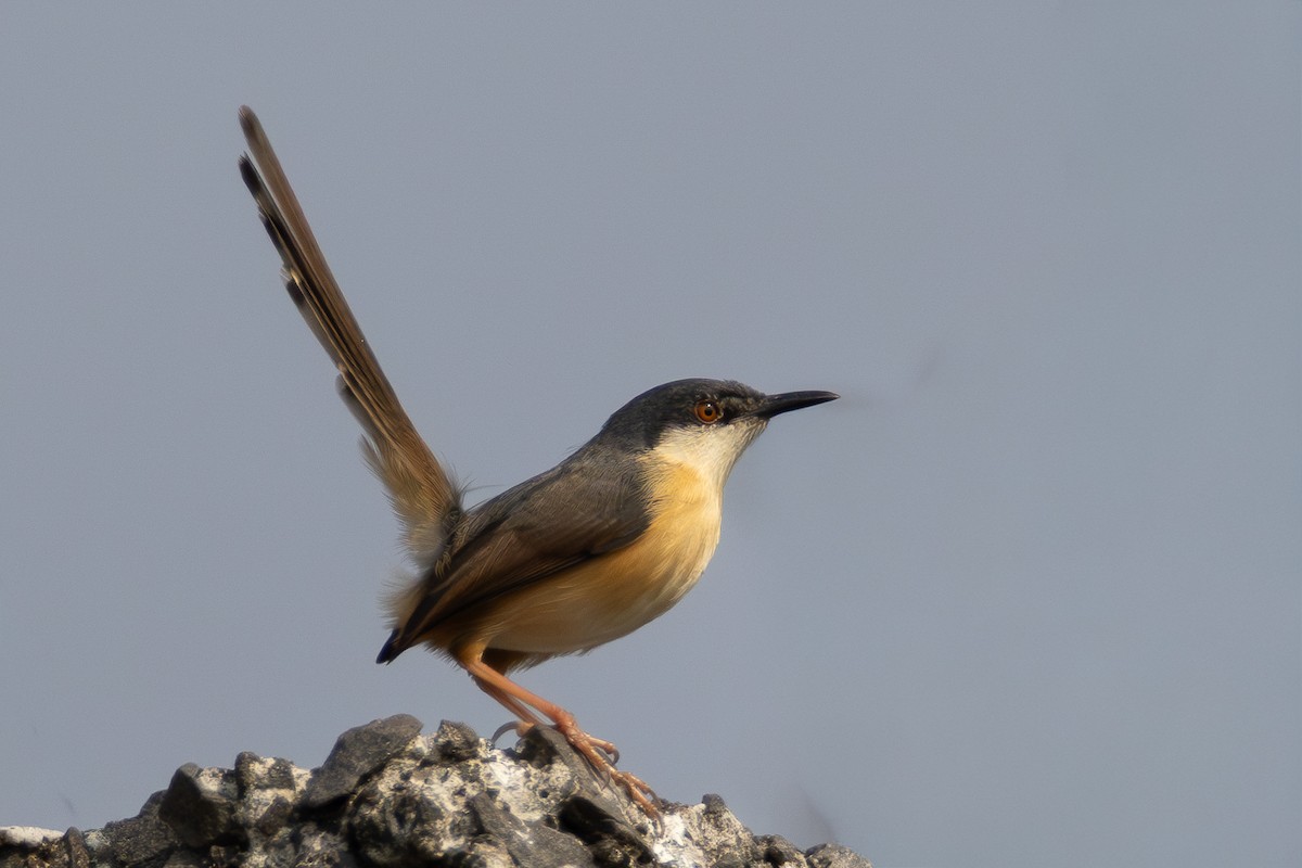 Ashy Prinia - ML650815311