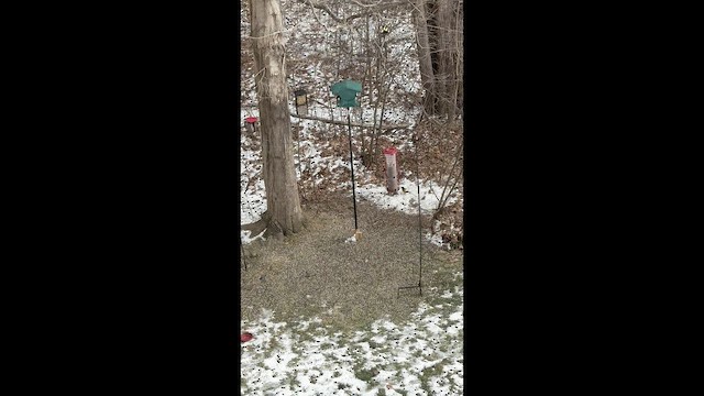 キビタイシメ - ML650815469