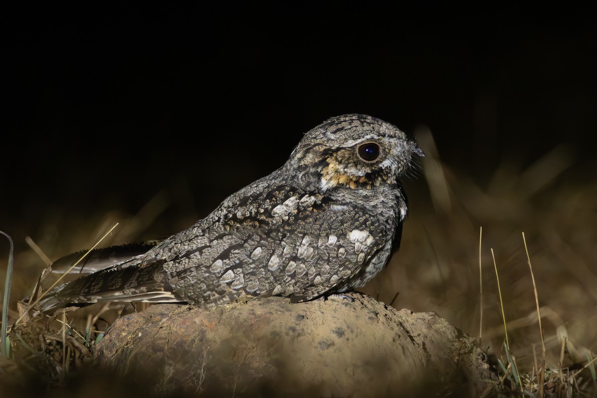 Jungle Nightjar - ML650815539