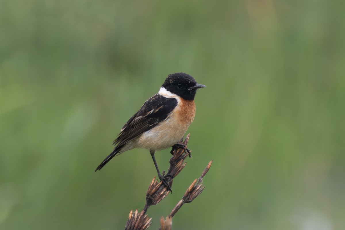 Siberian Stonechat - ML650815639