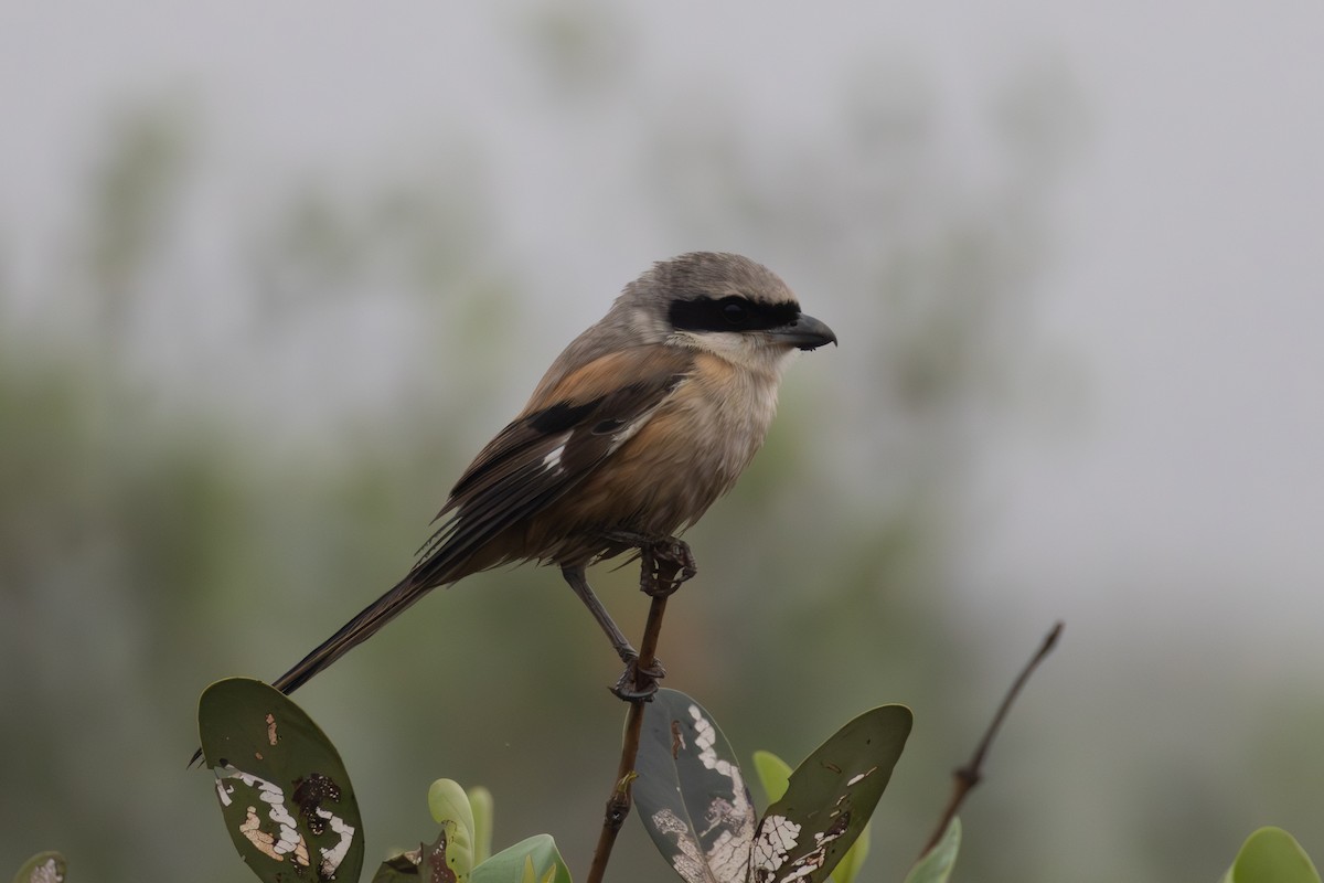 Long-tailed Shrike - ML650815670