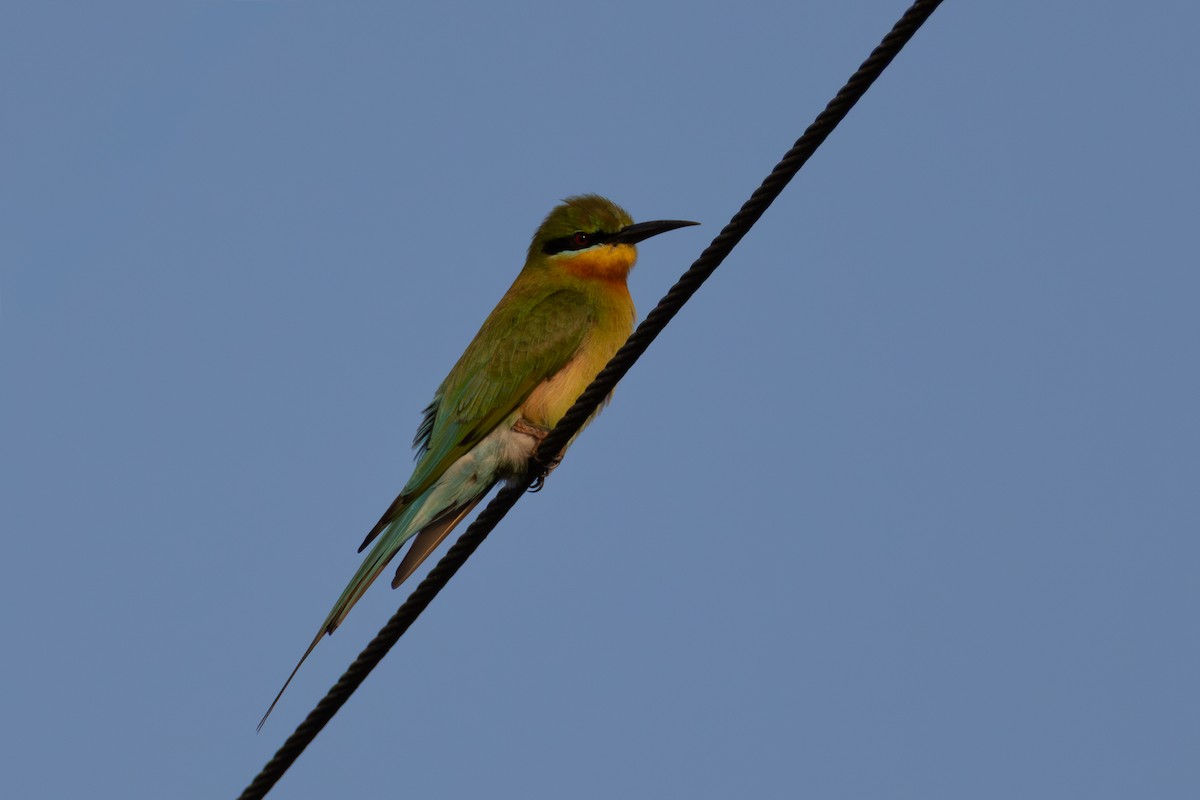 Blue-tailed Bee-eater - ML650815939