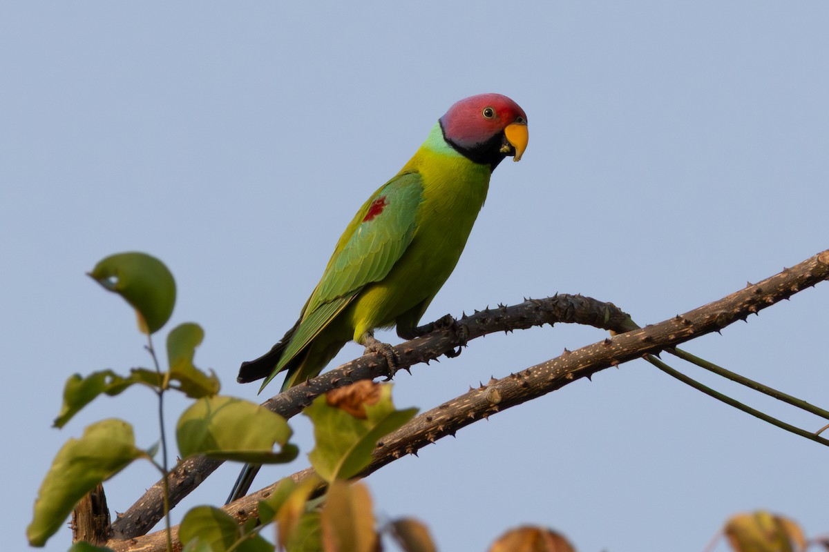 Plum-headed Parakeet - ML650815981