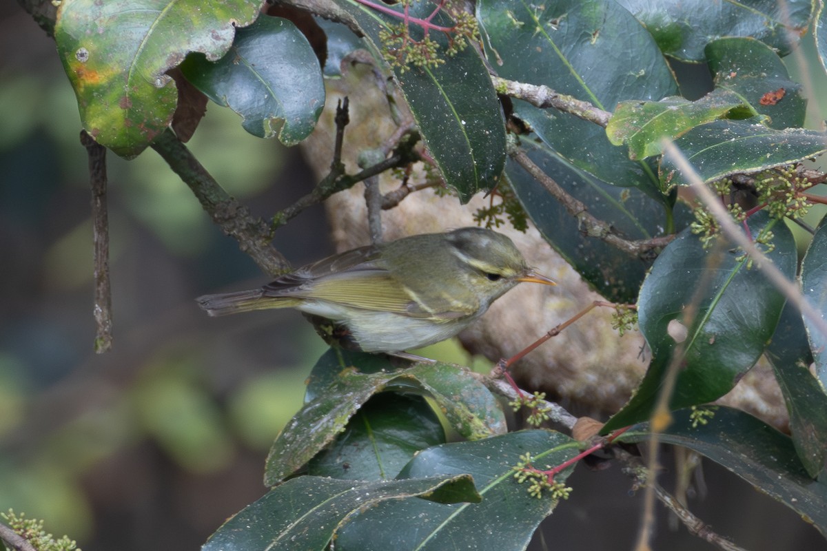 Western Crowned Warbler - ML650816027