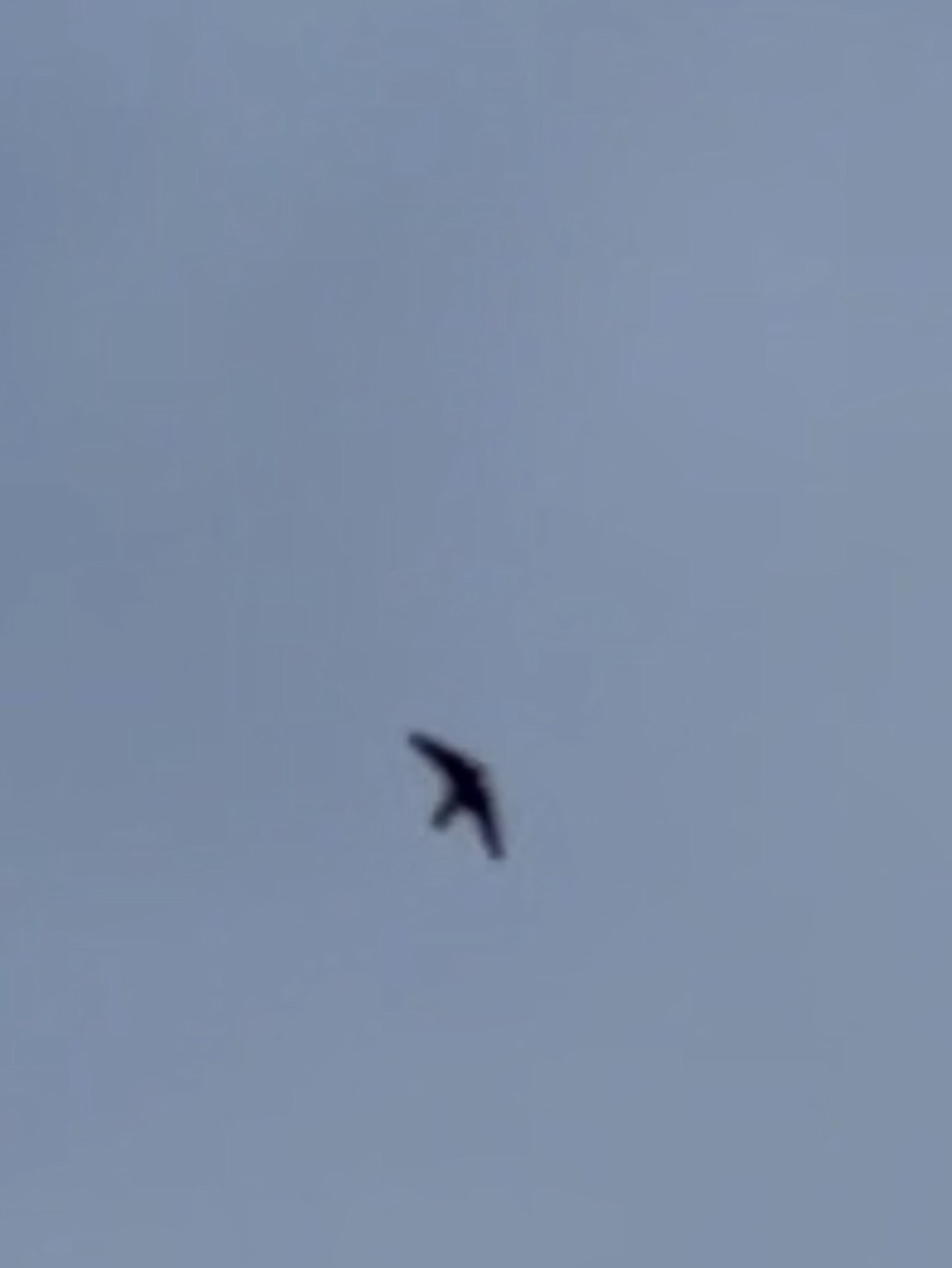 Rondine montana - ML650816262