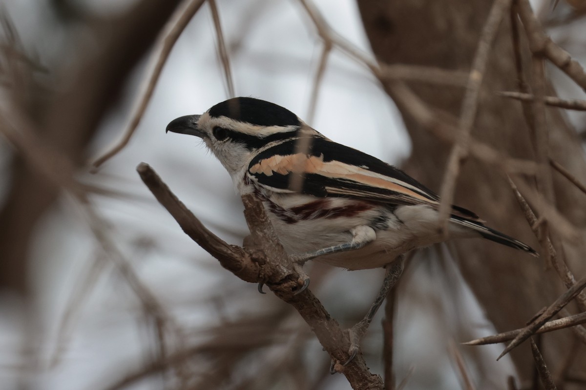 Brubru - ML650816330