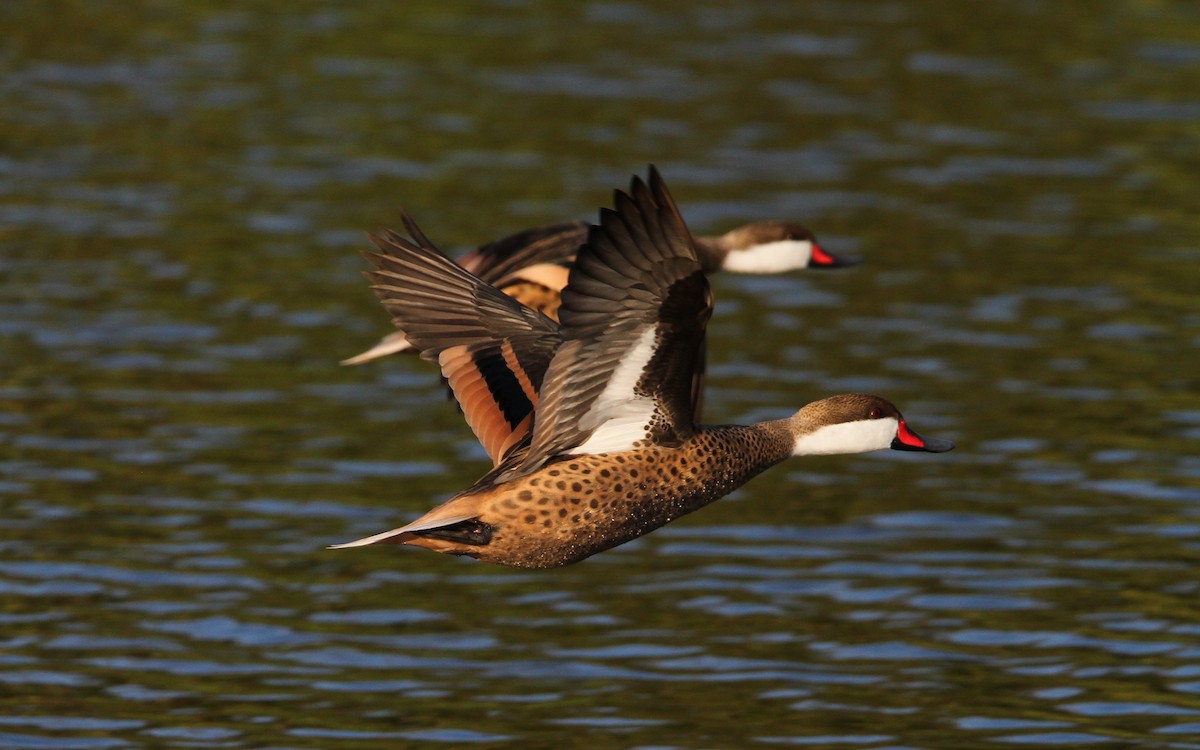 White-cheeked Pintail - ML65081671