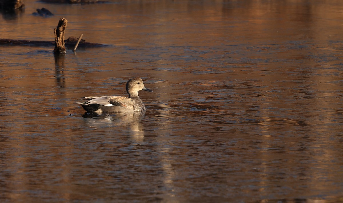 Ipar-ahatea - ML650816930