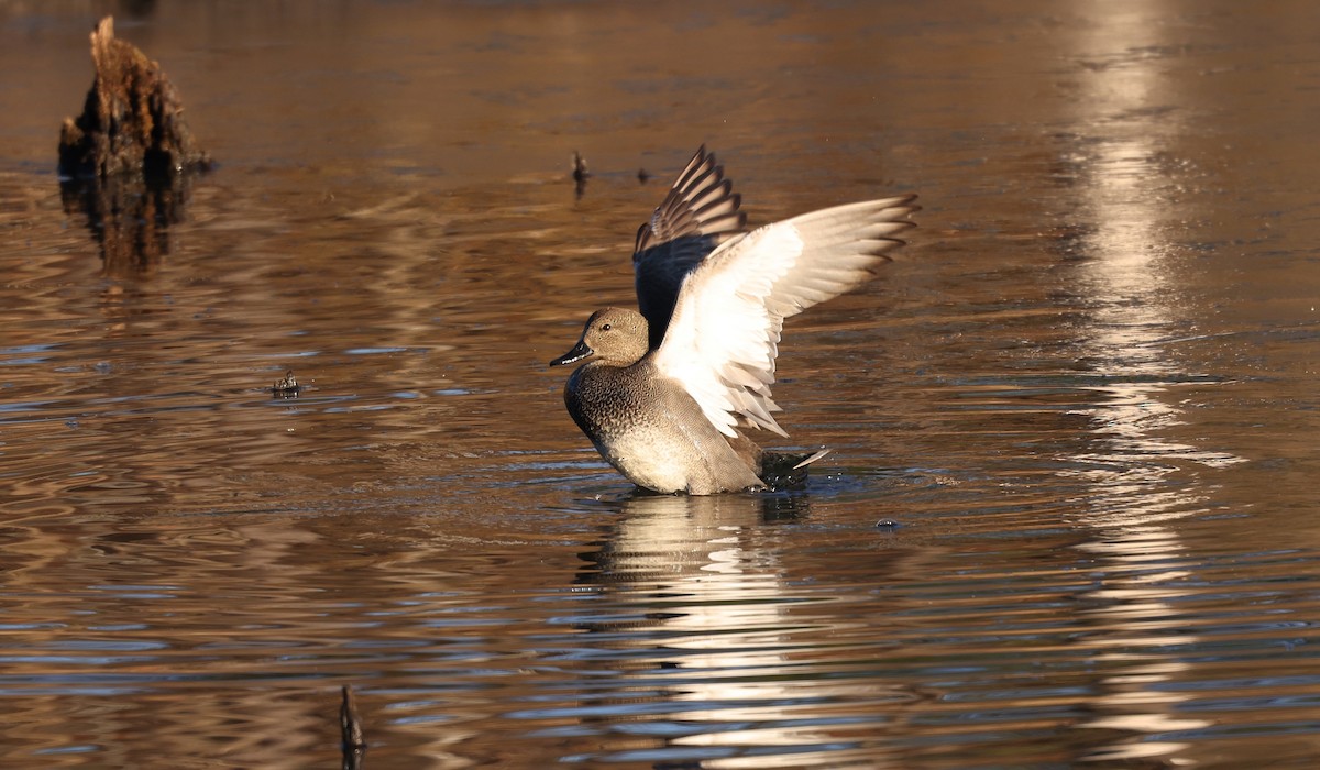 Ipar-ahatea - ML650816931