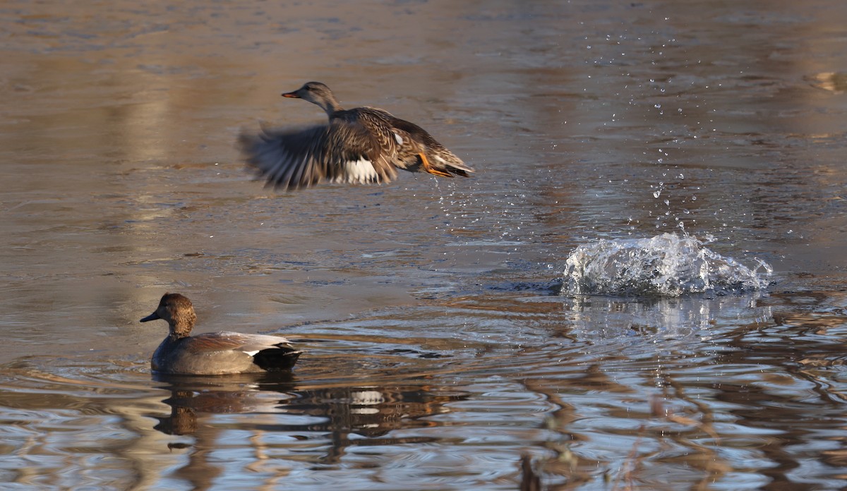 Ipar-ahatea - ML650816932