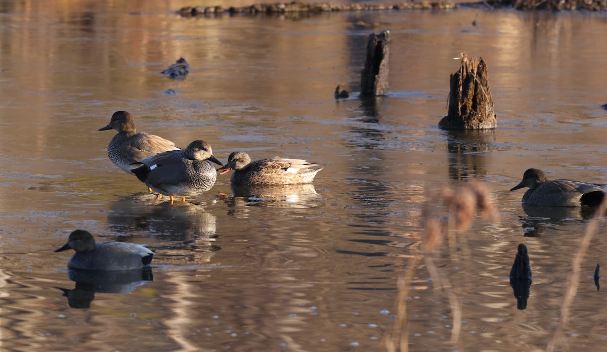 Ipar-ahatea - ML650816933