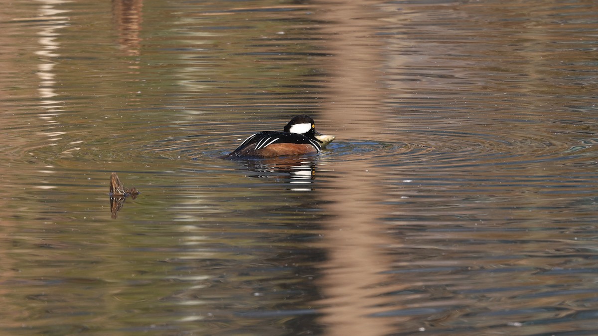 Zerra buruhandia - ML650816939