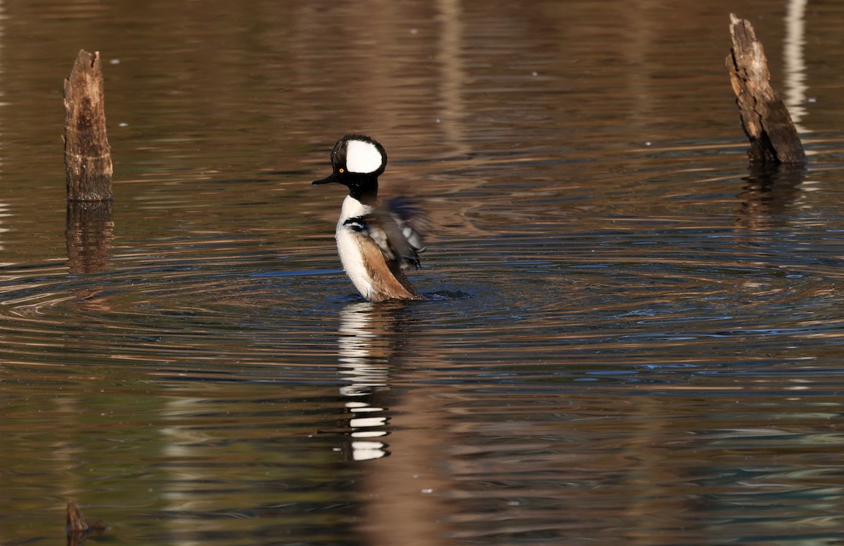 Zerra buruhandia - ML650816940