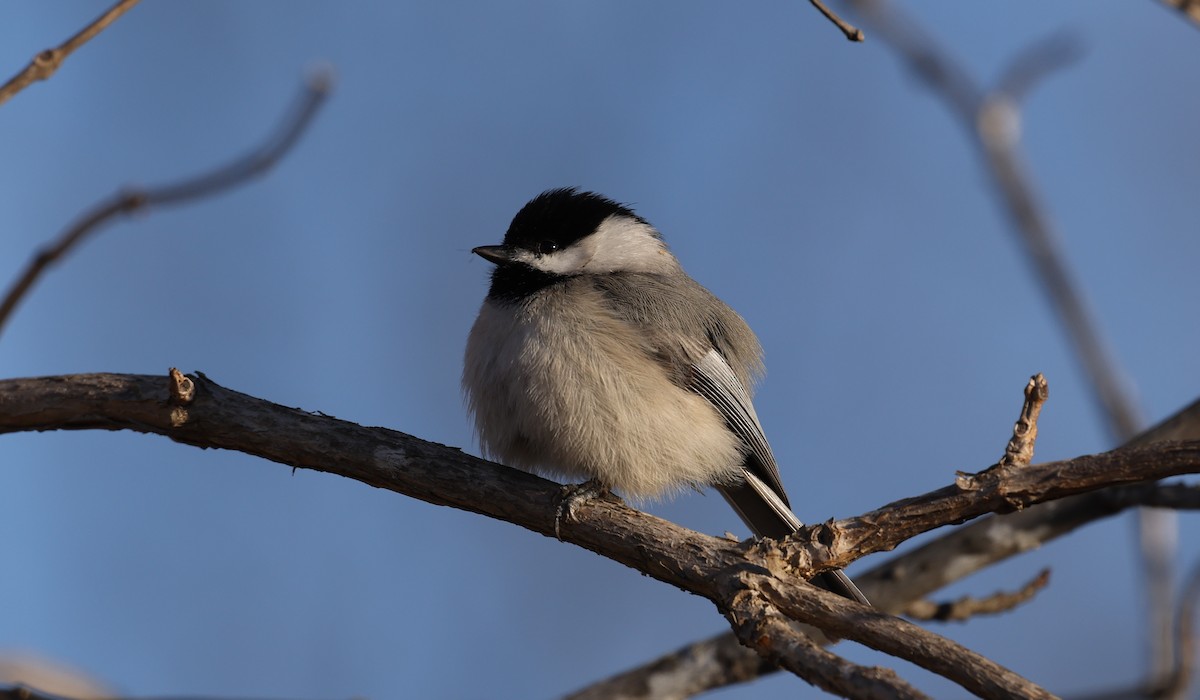 Carolina Chickadee - ML650816951