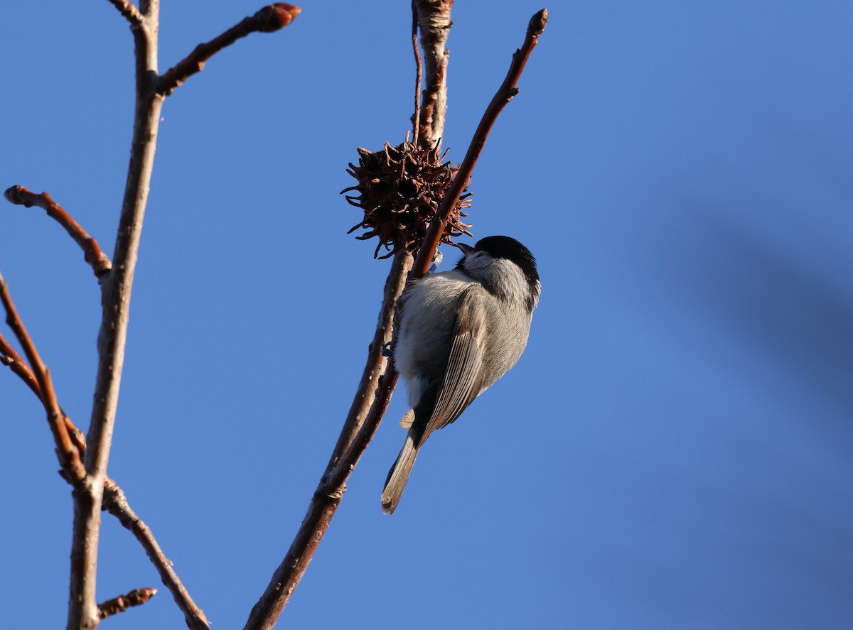 Carolina Chickadee - ML650816952
