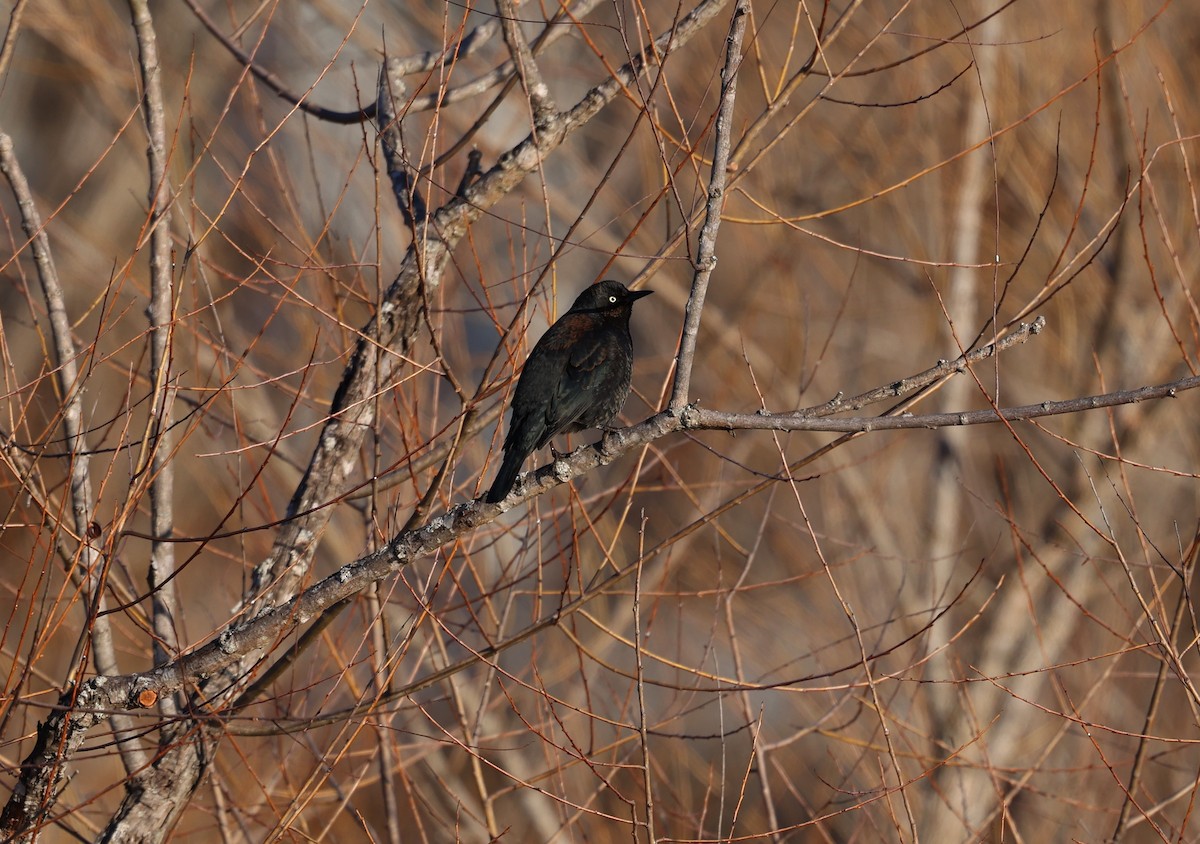 Rusty Blackbird - ML650816985