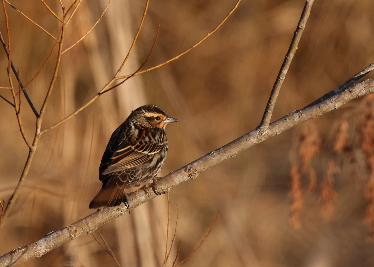 Red-winged Blackbird - ML650816989