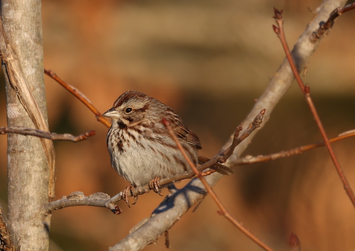 Song Sparrow - ML650817008