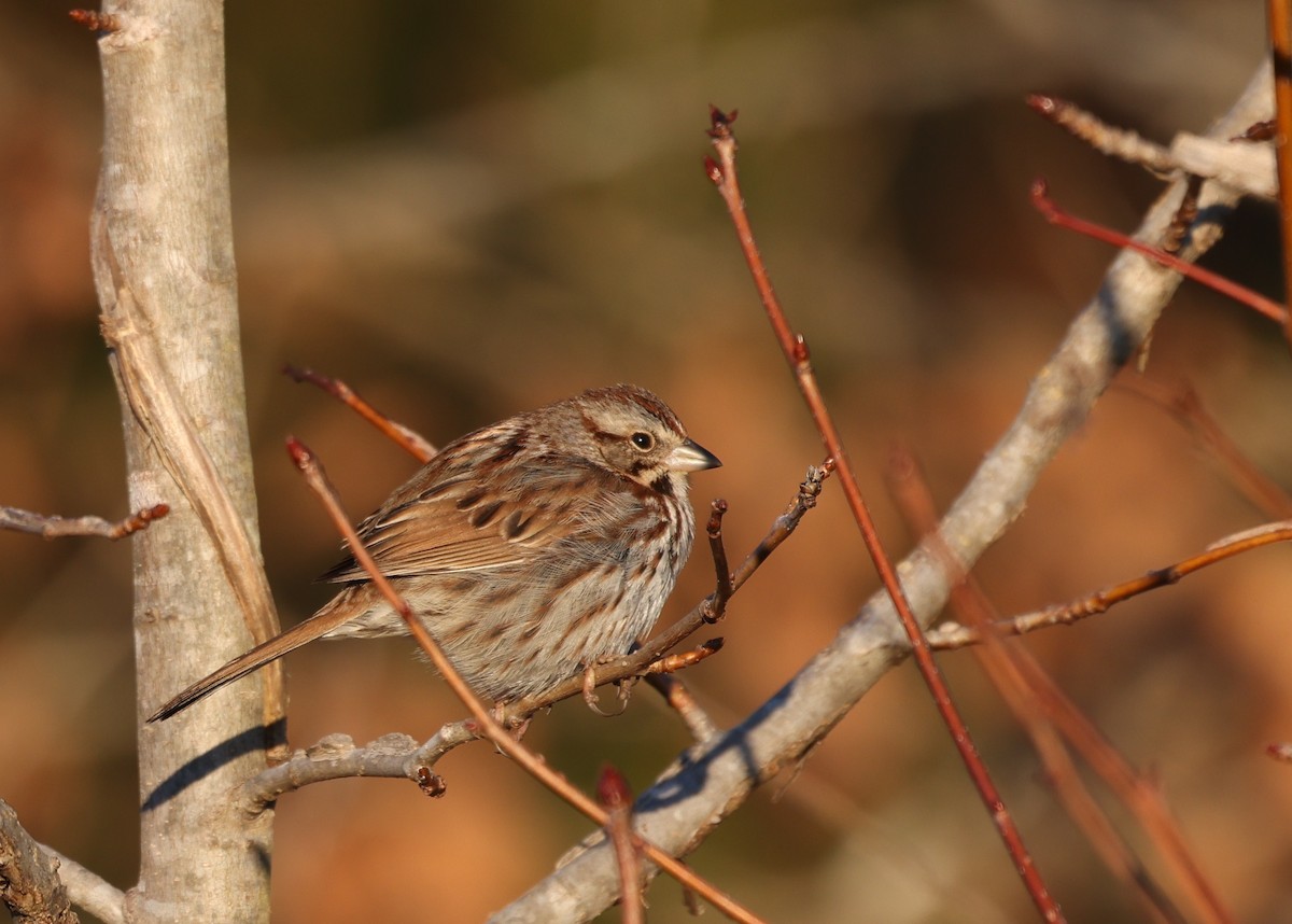 Song Sparrow - ML650817009