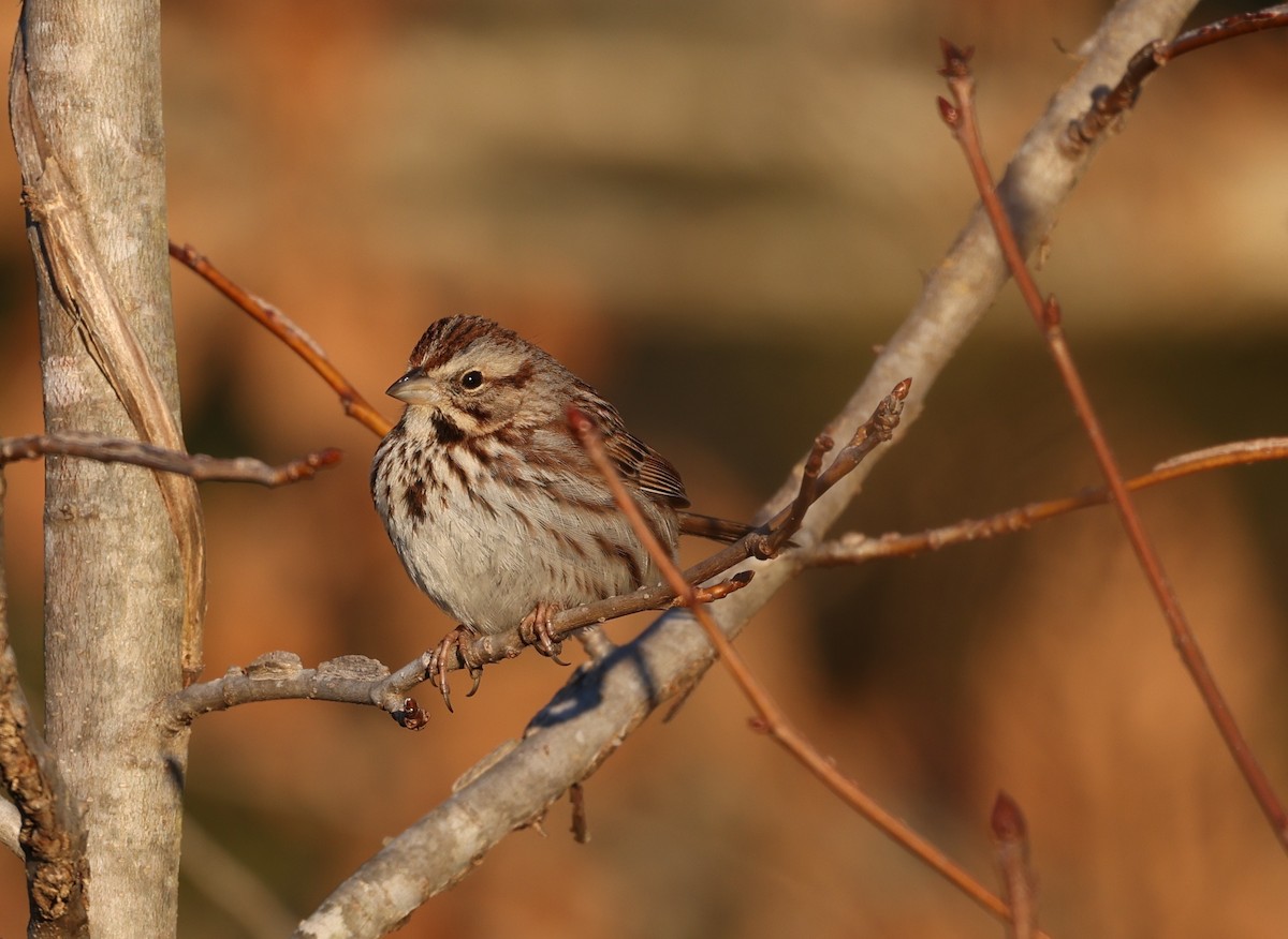 Song Sparrow - ML650817010