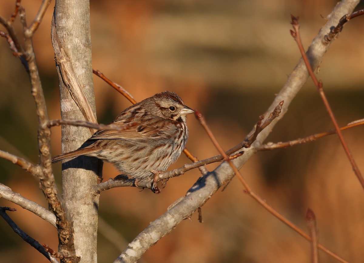 Song Sparrow - ML650817011