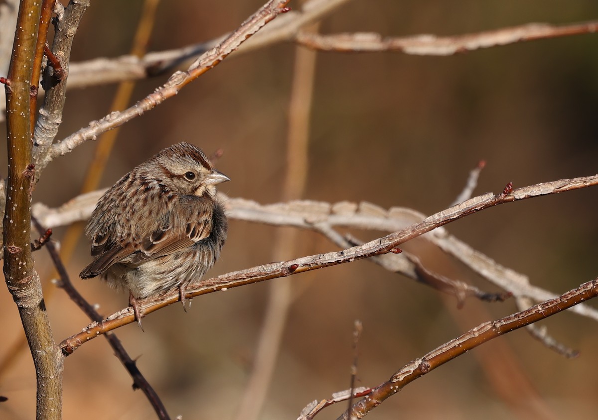 Song Sparrow - ML650817012